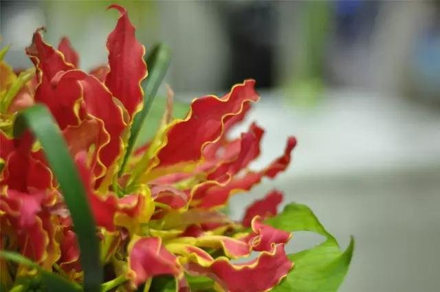 Flower Close up. 