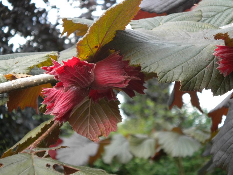 Corylus avellana Rode Zellernoot