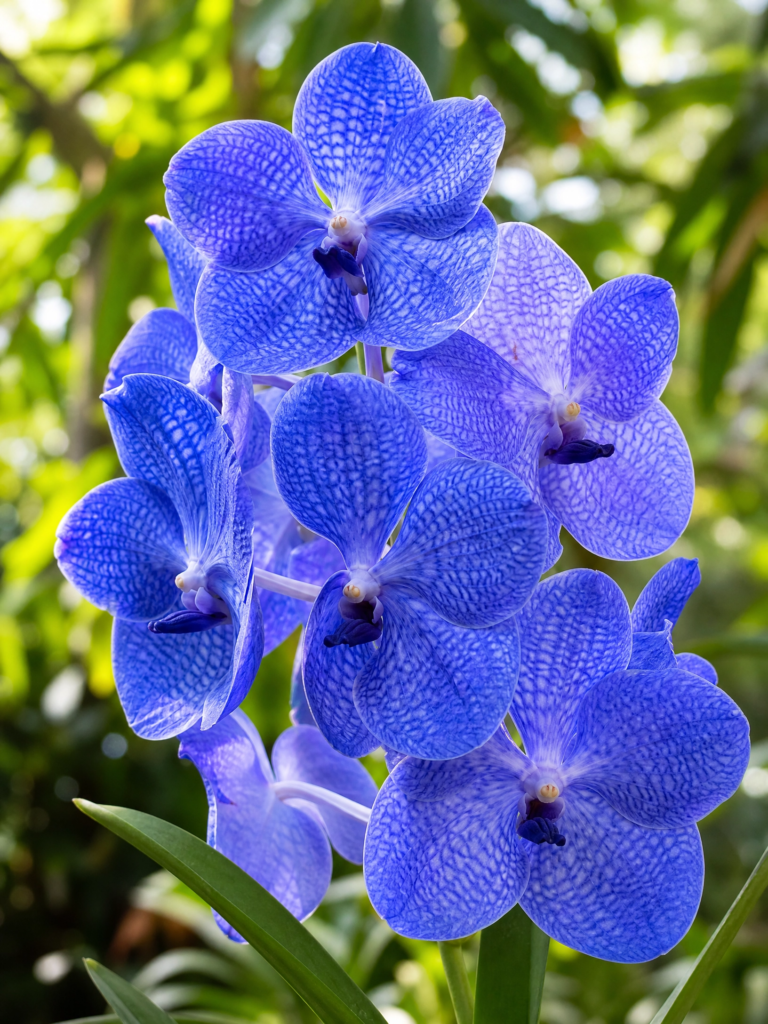Blue Vanda Orchid Flower stalk. 