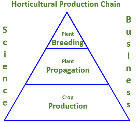 horticultural production chain: plant breeding, plant propagation, crop production. 