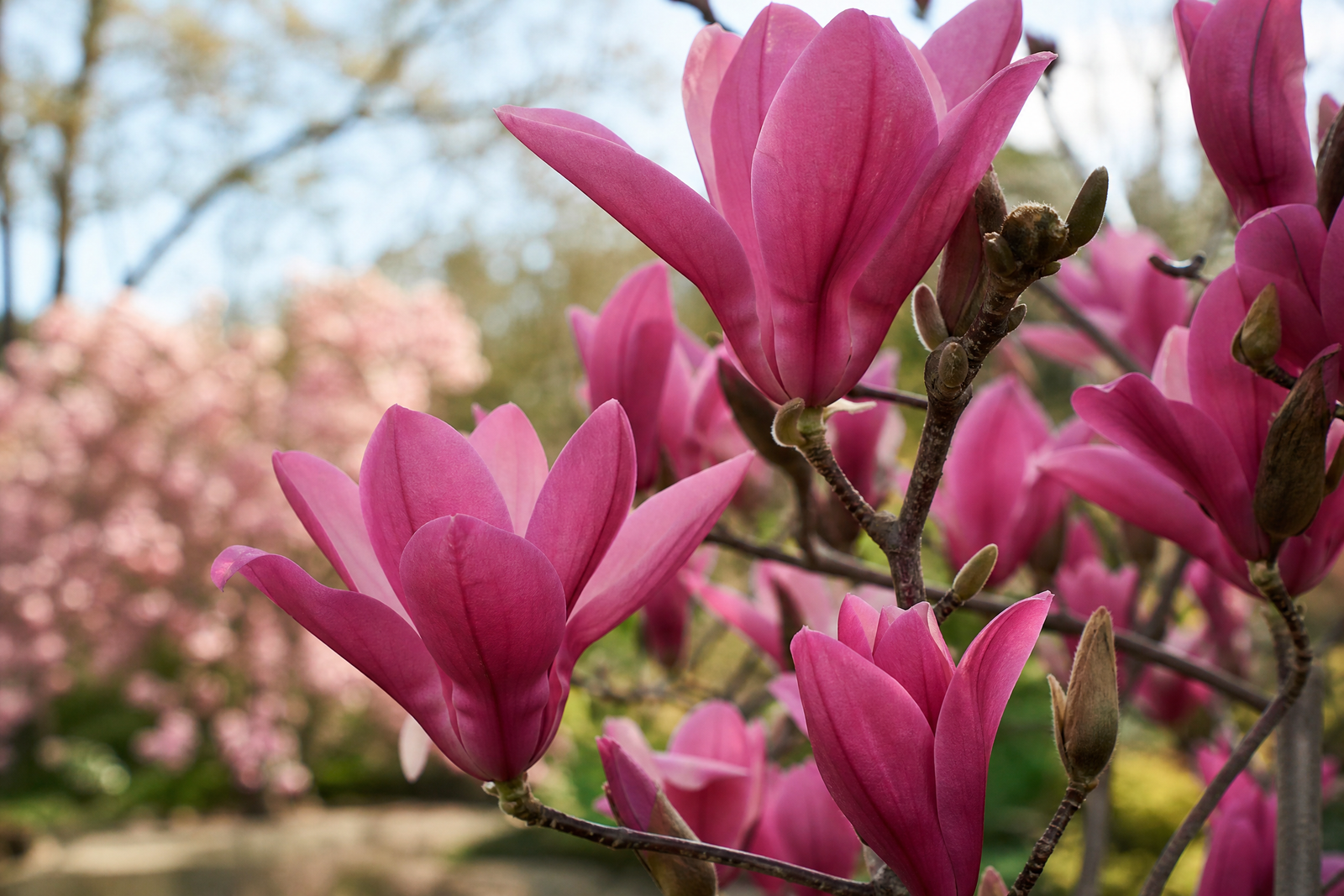 Magnolia campbellii