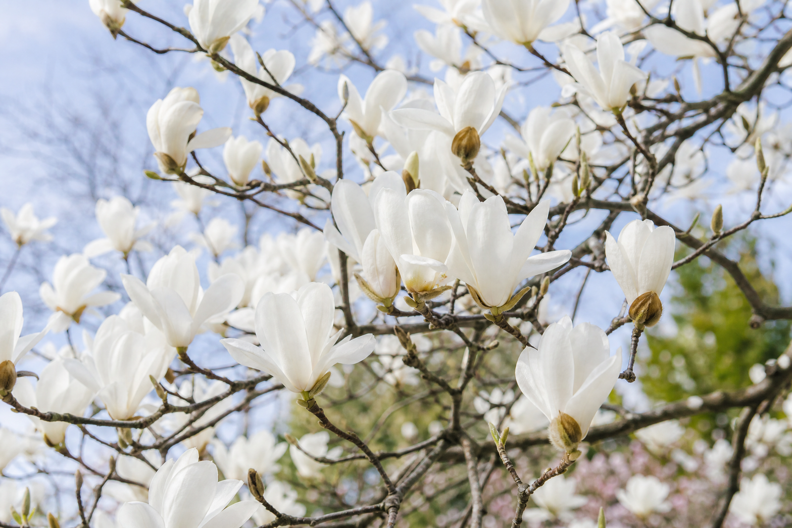 Magnolia denudata