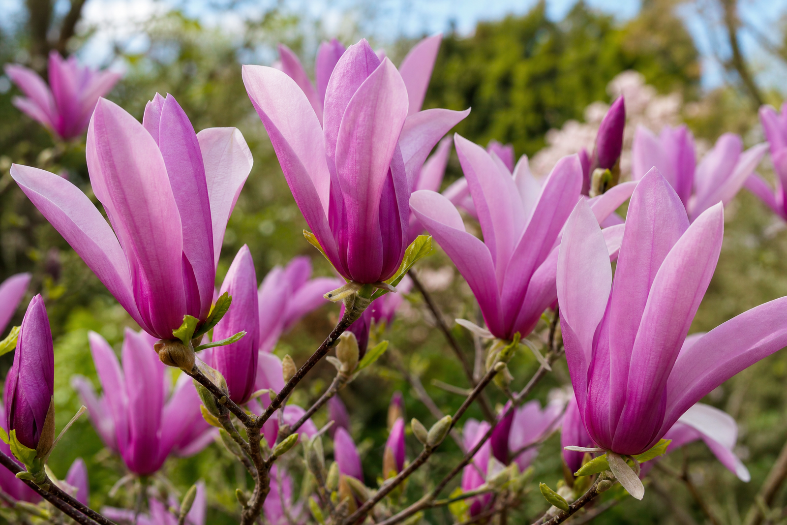 Magnolia liliiflora