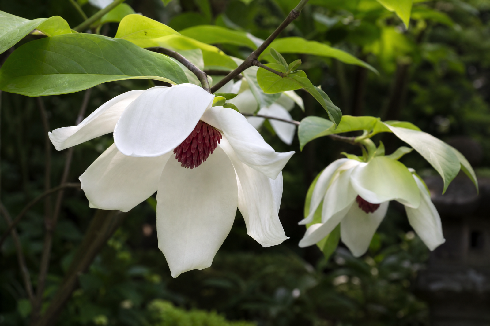 Magnolia sieboldii