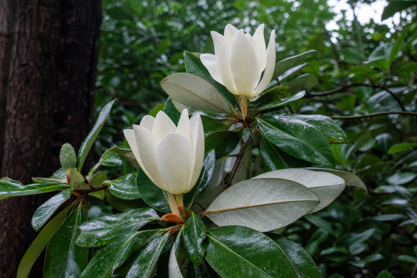 Magnolia virginiana