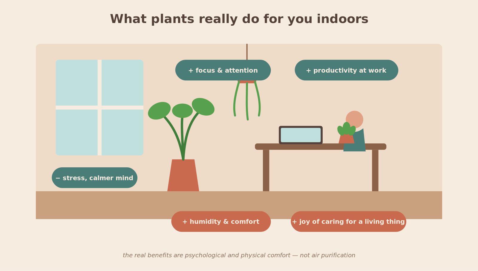 Indoor plants in a living environment, illustrating plants and wellbeing