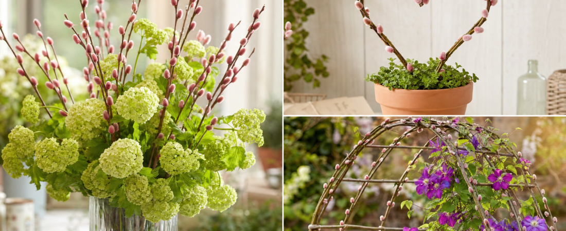 Flower Fashion: Salix with Pink-Red Catkins